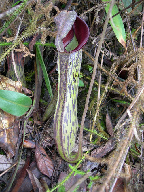 Image of Pitcher plant