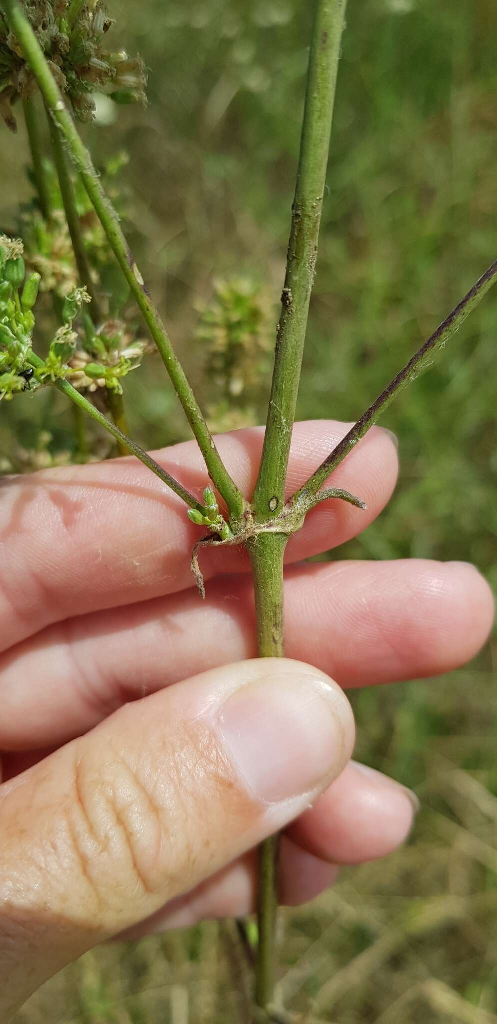 Imagem de Silene densiflora Dum.-Urville