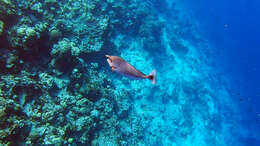 Image of Brown Unicornfish