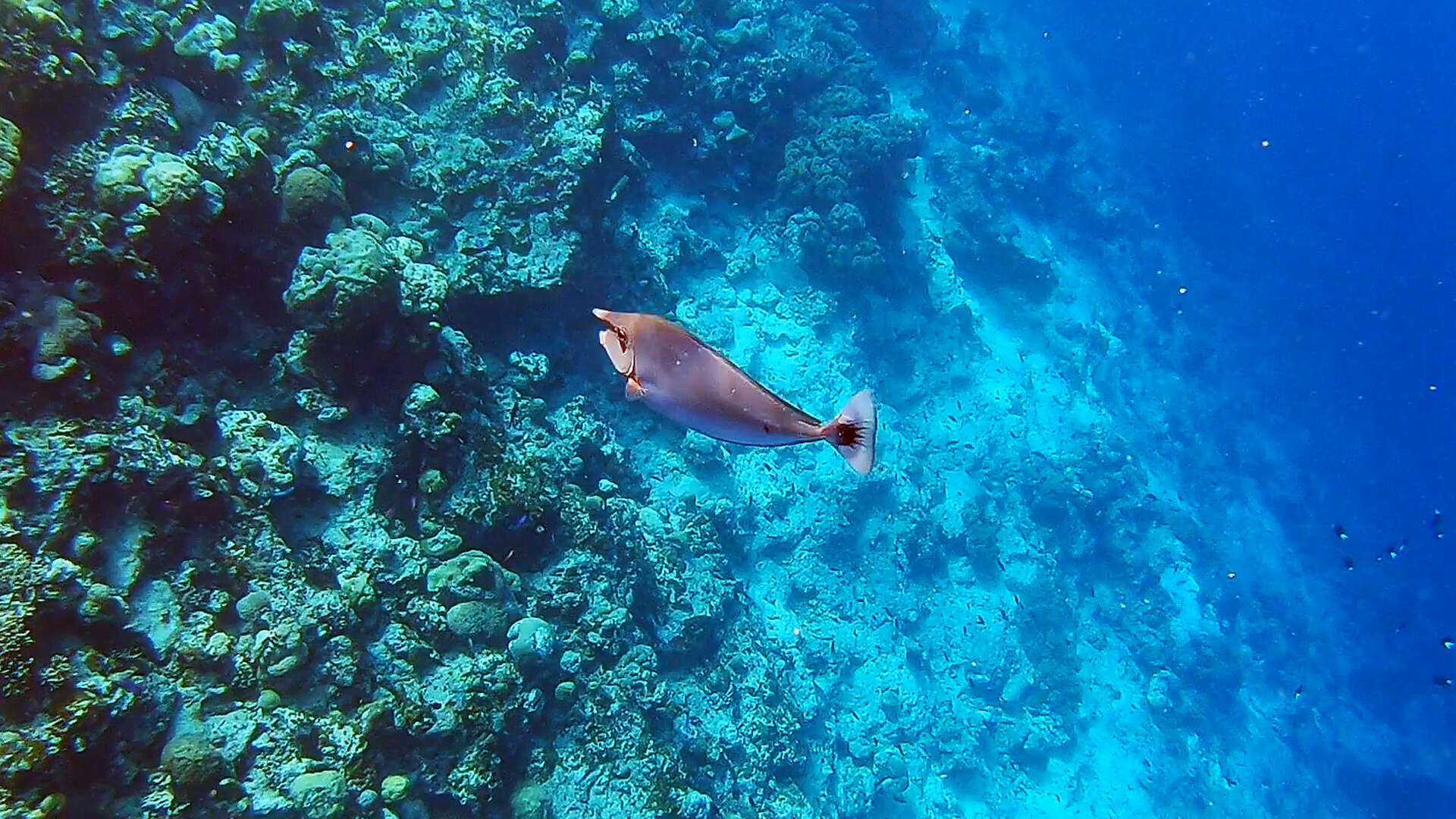 Image of Brown Unicornfish