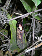 Image of Pitcher plant