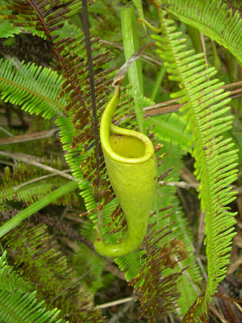 Image of Pitcher plant