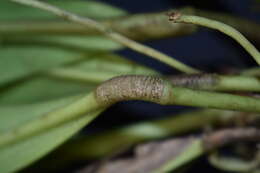 Image of Anthurium hacumense Engl.