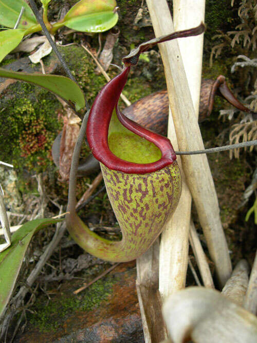 Image of Pitcher plant