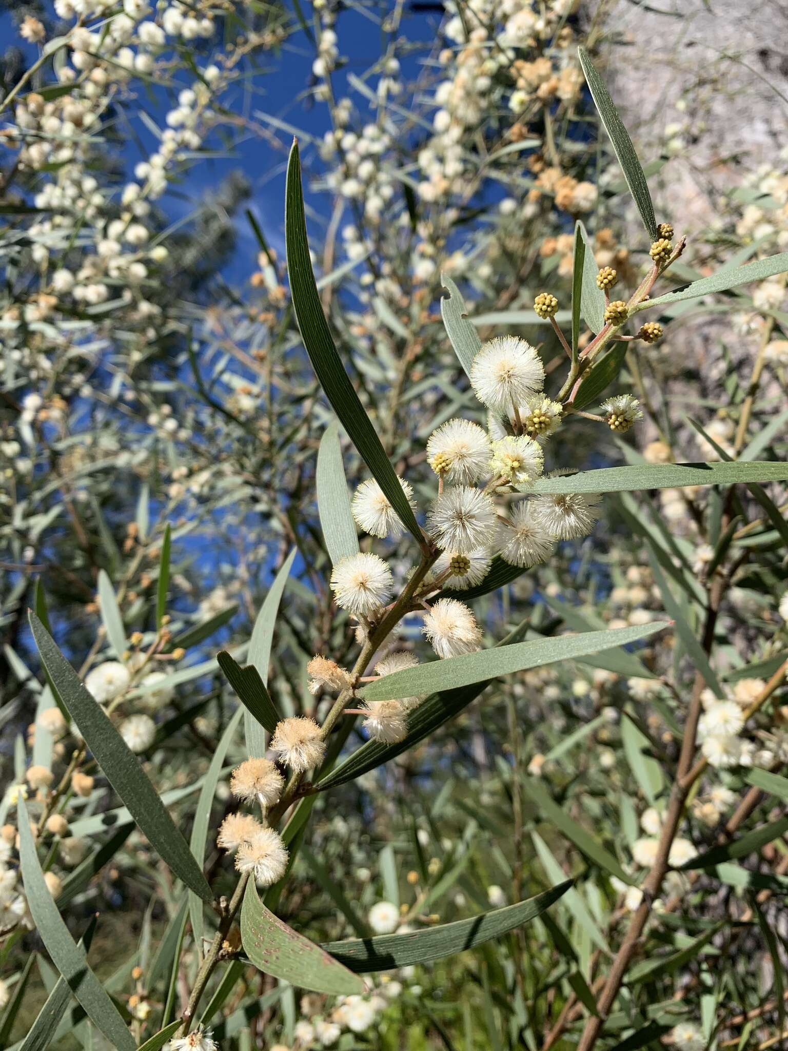 Image of Acacia baeuerlenii Maiden & R. T. Baker