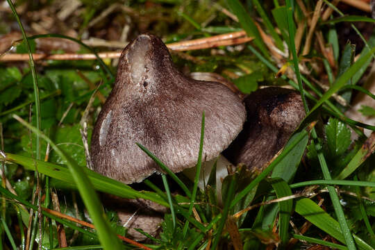 Imagem de Tricholoma orirubens Quél. 1872