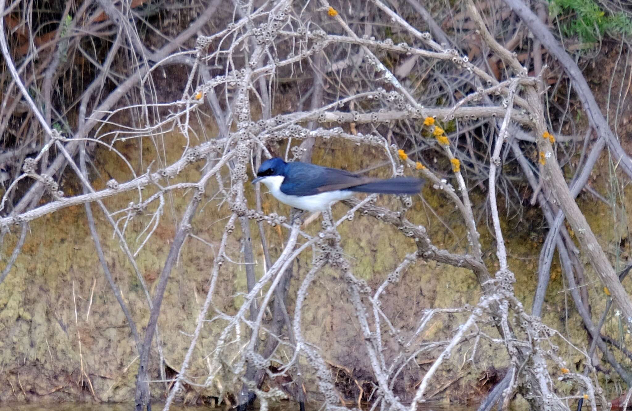 Image of Restless Flycatcher