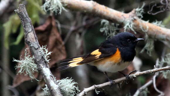 Image of American Redstart