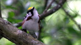 Image of Chestnut-sided Warbler