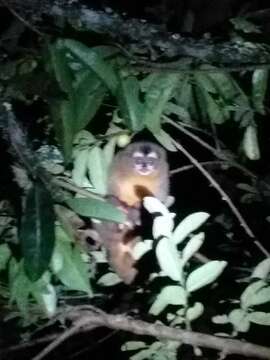 Image of Colombian Night Monkey