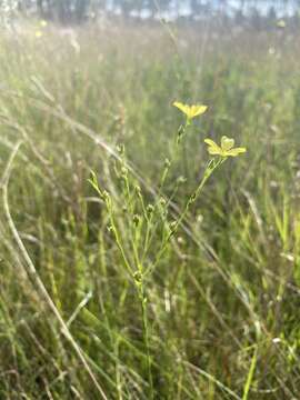 Image of stiff yellow flax