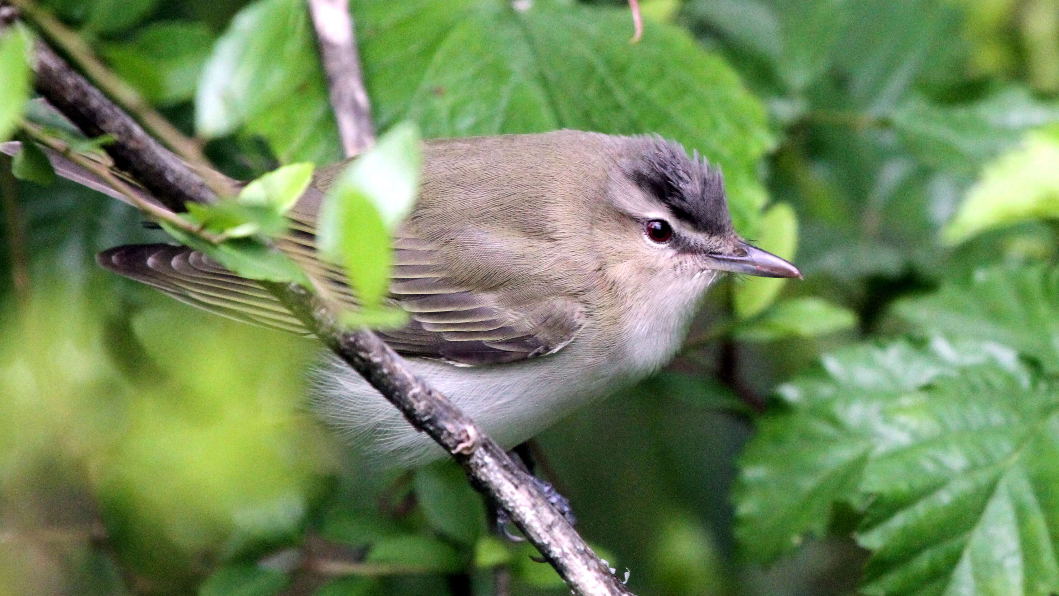 Image of Red-eyed Vireo