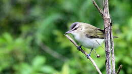 Image of Red-eyed Vireo