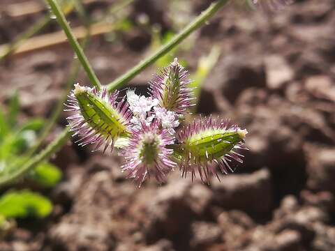 Image of false carrot