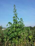 Image of cluster mallow