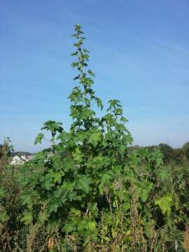 Image of cluster mallow