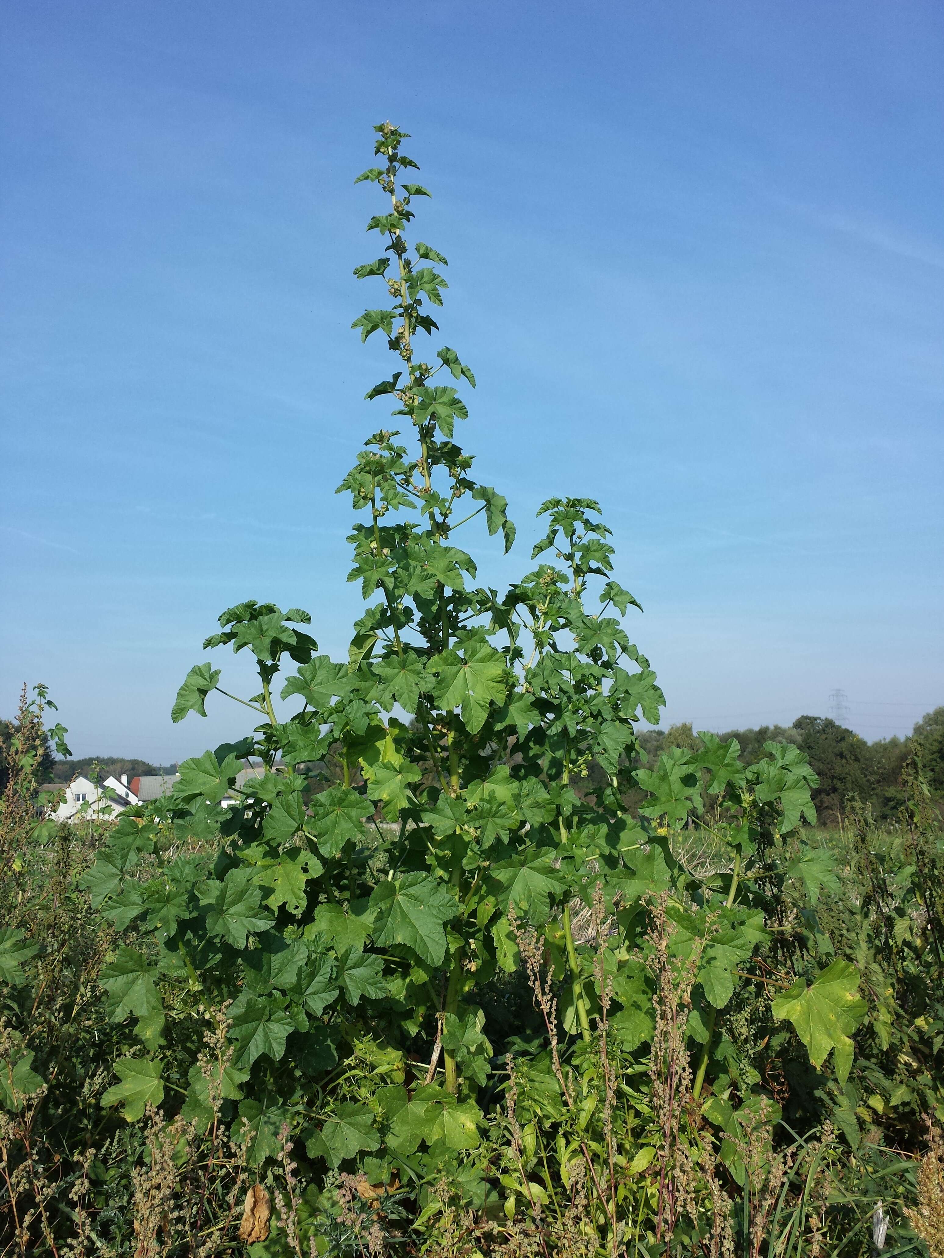 Image of cluster mallow