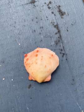 Image of scarlet thorny oyster