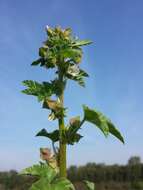 Image of cluster mallow