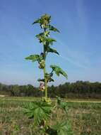 Image of cluster mallow