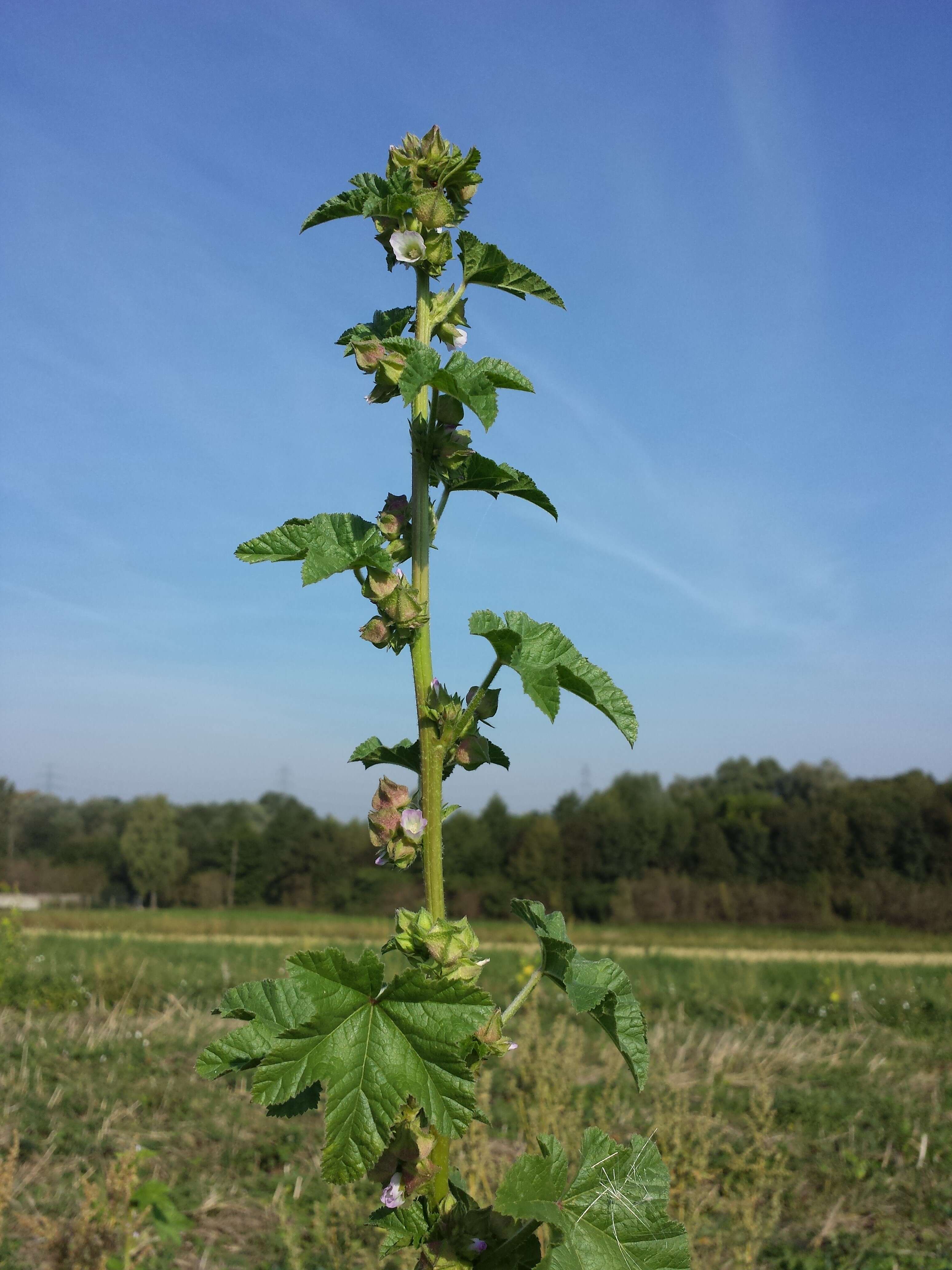 Image of cluster mallow