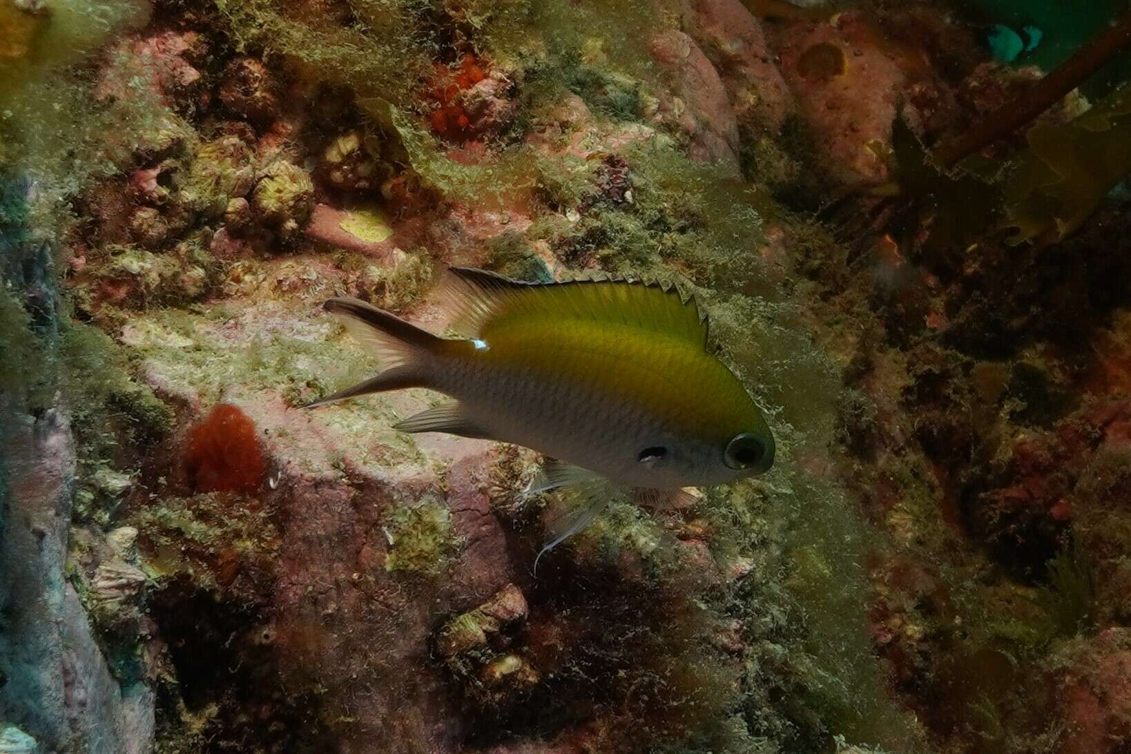 Image of Damselfish