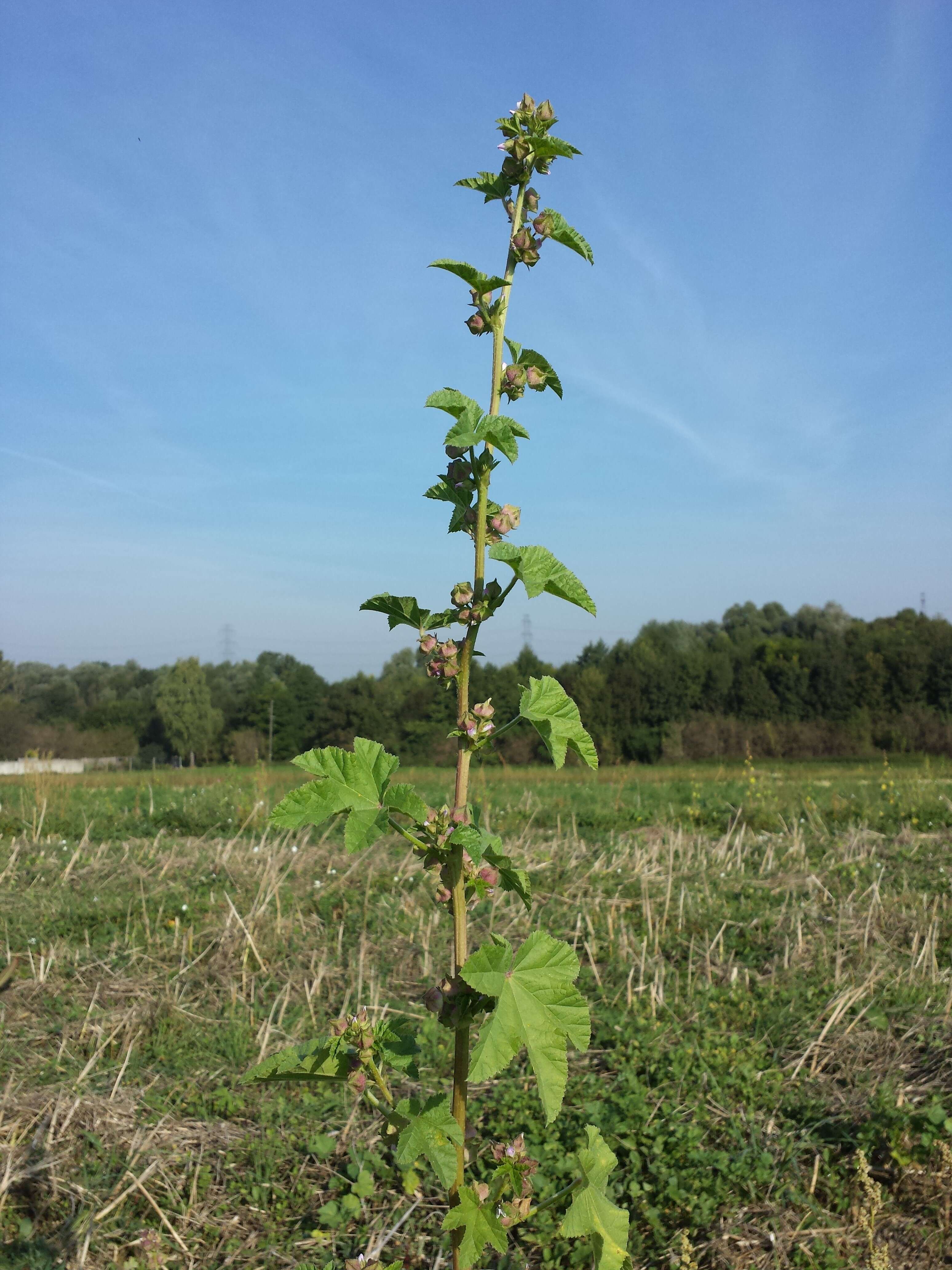 Image of cluster mallow