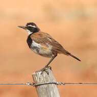 Image of Capped Wheatear