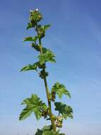 Image of cluster mallow