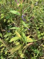 صورة Lobelia speciosa Sweet