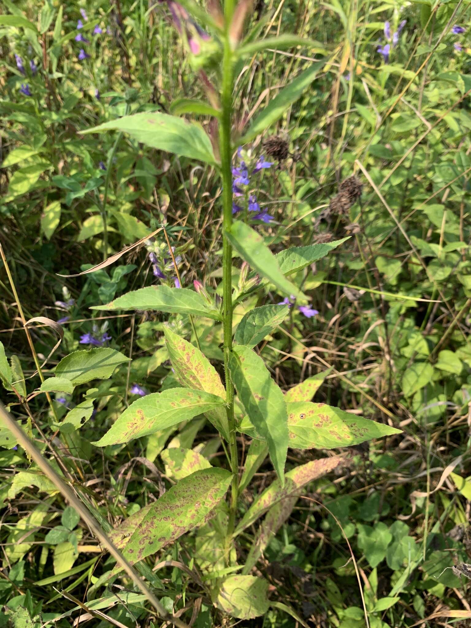 Image of lobelia