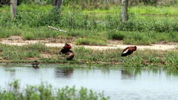 Image of Black-bellied Whistling Duck