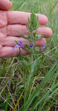 Image of Texas sage