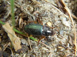 صورة Harpalus (Harpalus) smaragdinus (Duftschmid 1812)