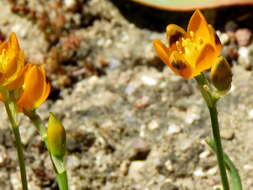 Image de Ornithogalum maculatum Jacq.