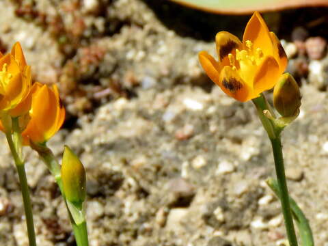 Image de Ornithogalum maculatum Jacq.