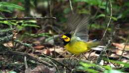 Image of Hooded Warbler