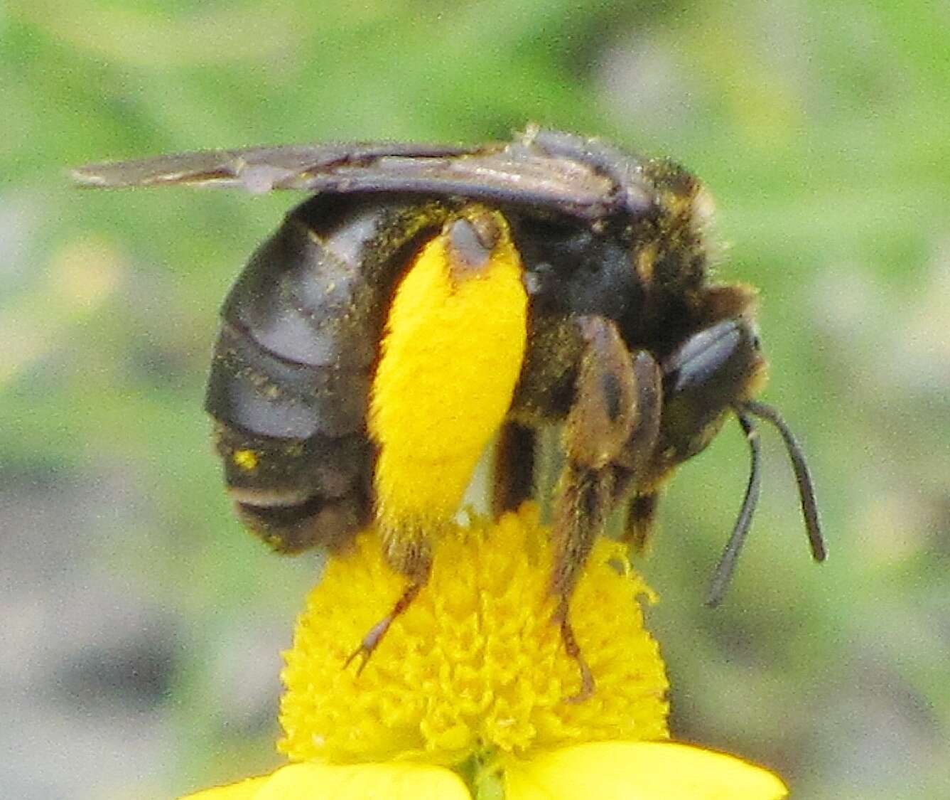 Image de Svastra obliqua caliginosa (Cresson 1879)