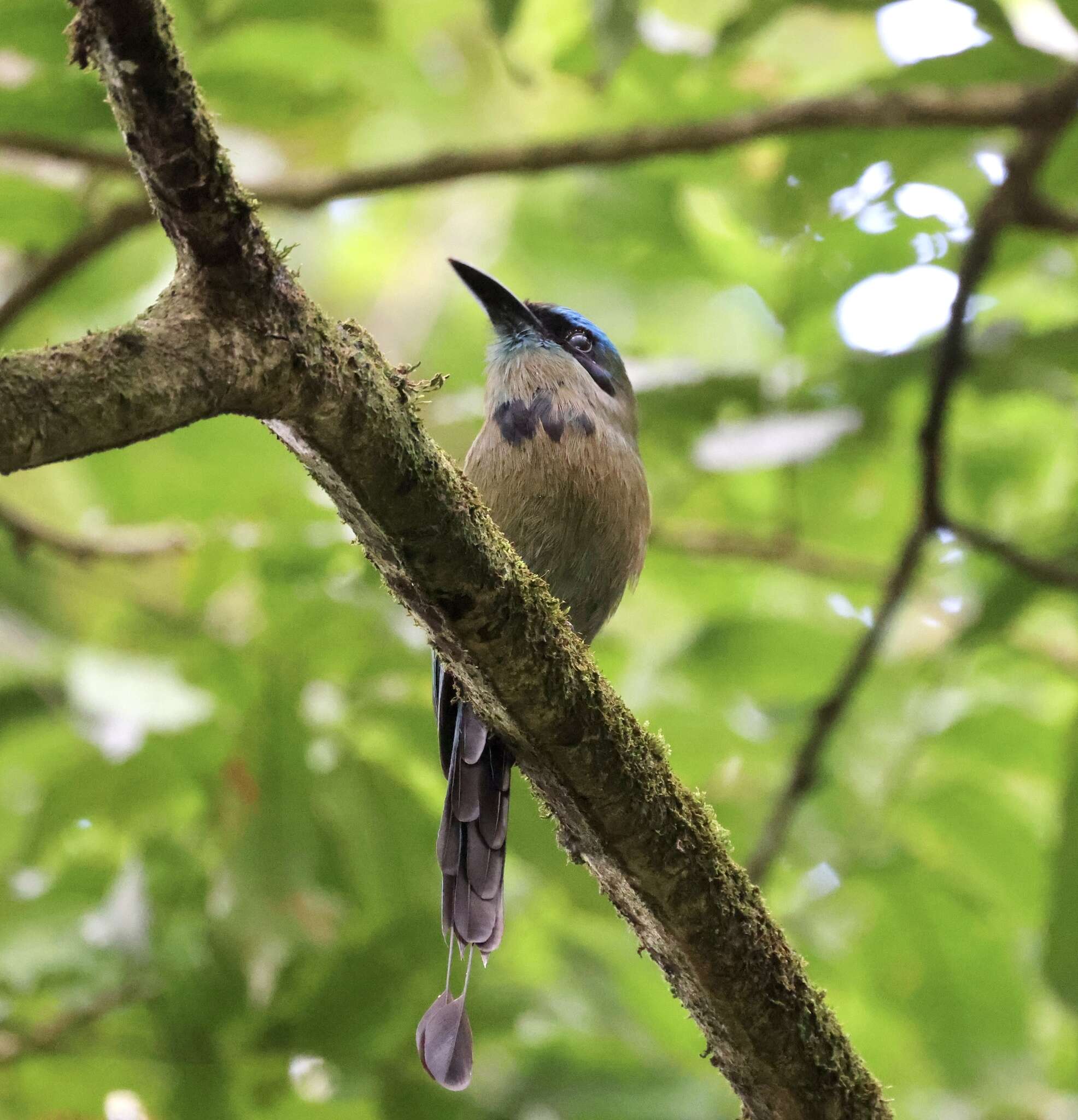 Image of Keel-billed Motmot