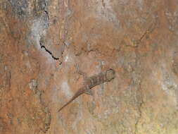 Image of Jerdon’s Gecko