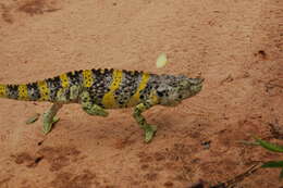 Image of Giant One-Horned Chameleon