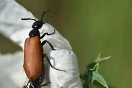 Image of Blister Beetle