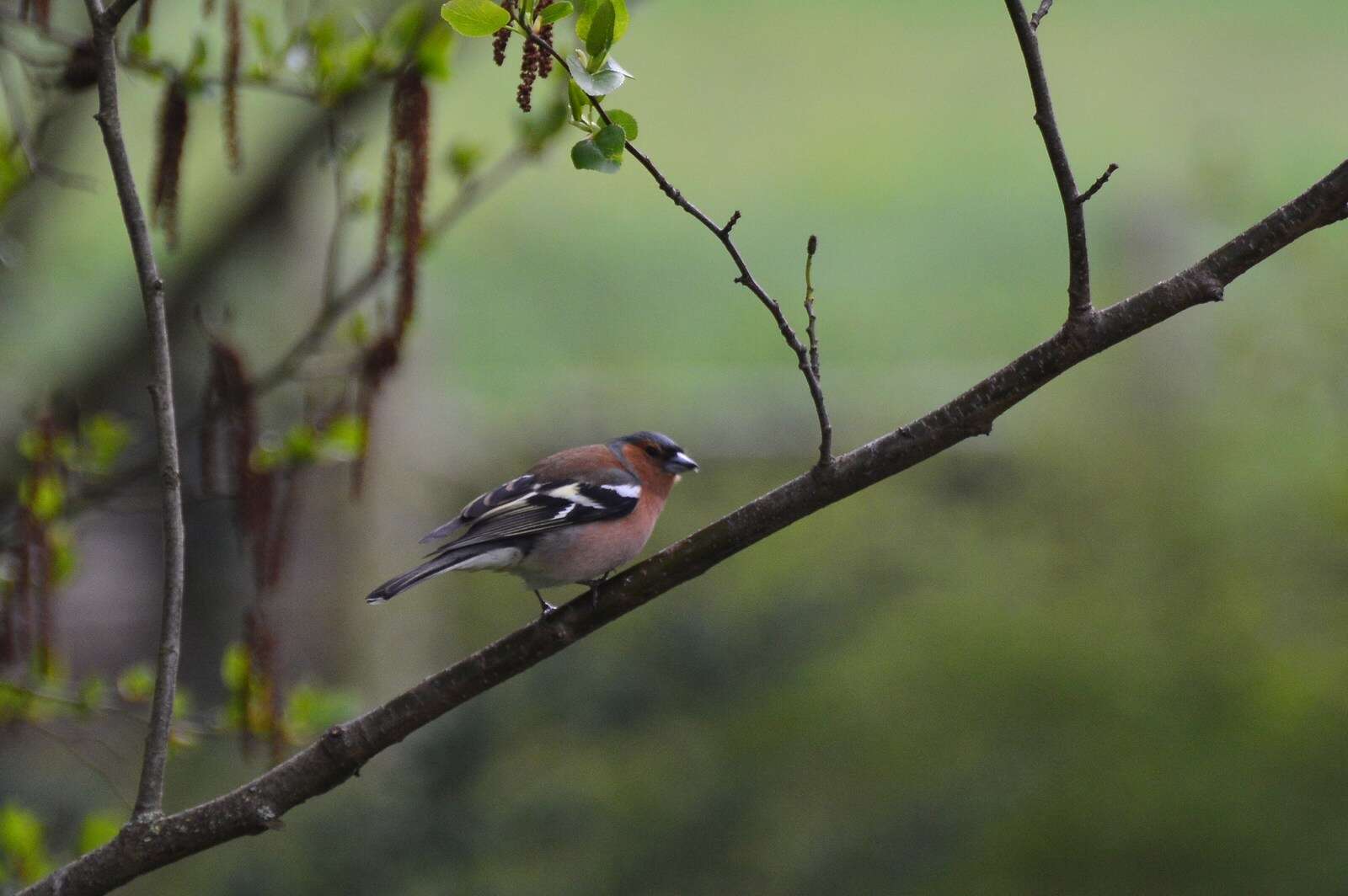 Fringilla coelebs coelebs Linnaeus 1758的圖片