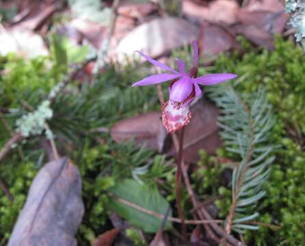 Image of calypso orchid