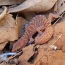 Image of Yellow-spotted Pilbara Gecko