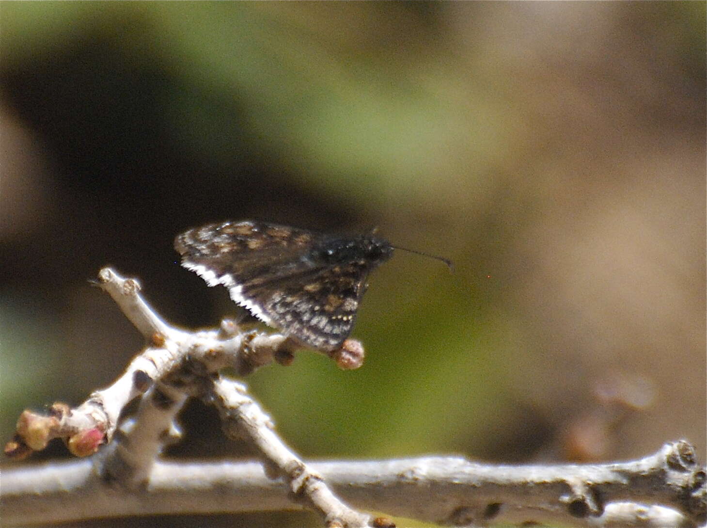 Image of Erynnis pacuvius Lintner 1878