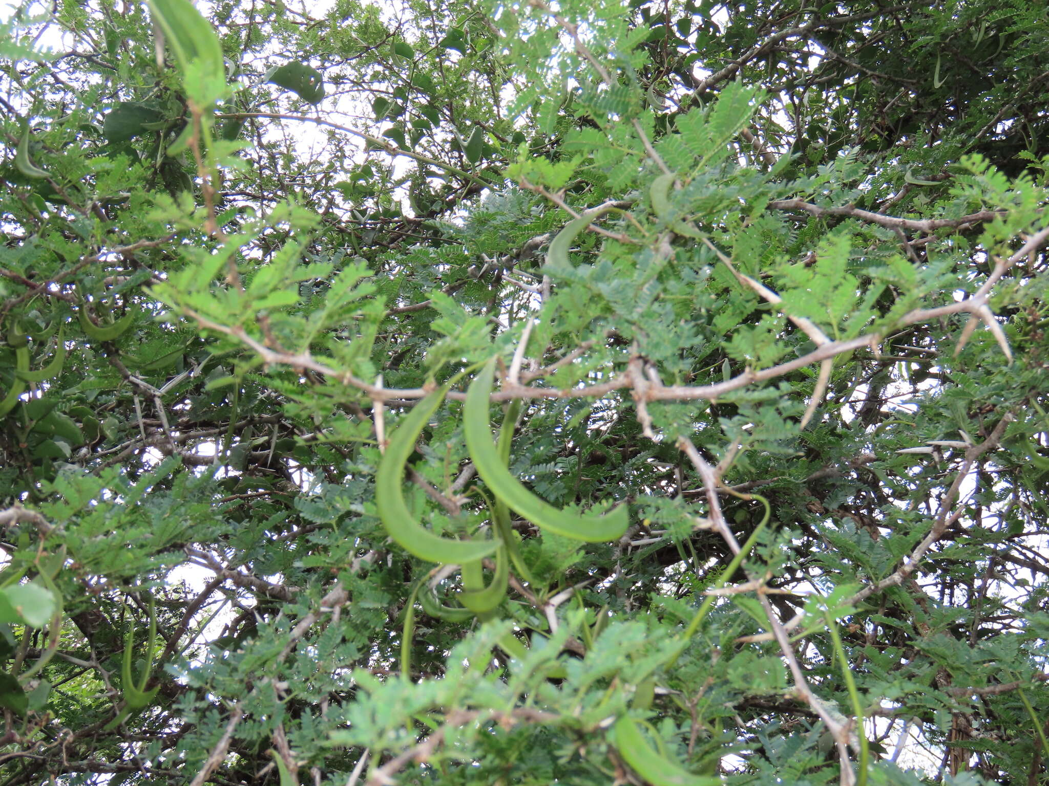 Vachellia grandicornuta (Gerstner) Seigler & Ebinger resmi