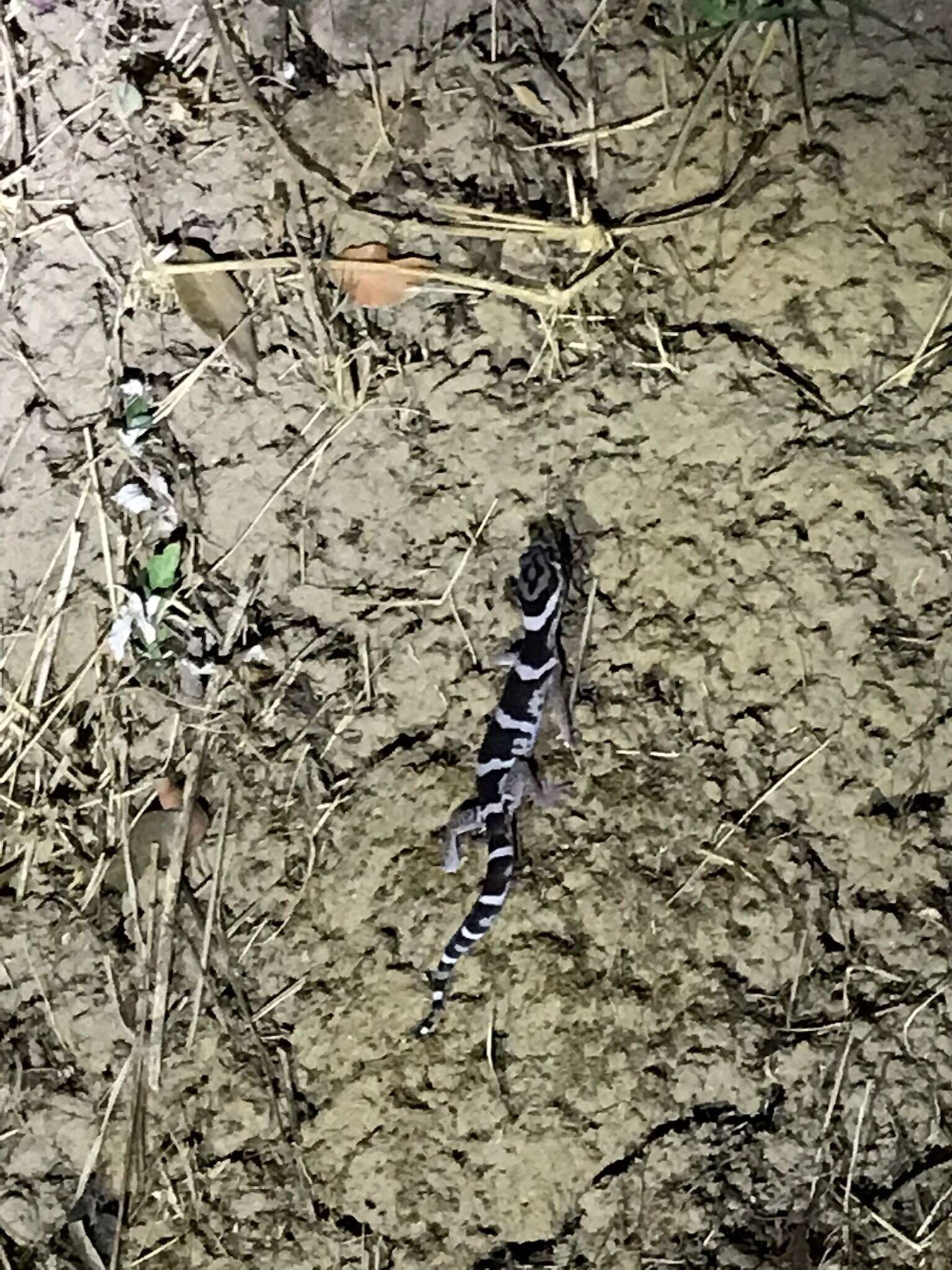 Image of Central American Banded Gecko