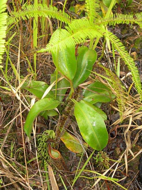 Image of Pitcher plant