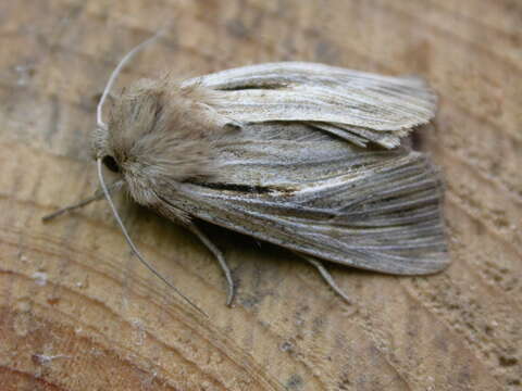 Image of shoulder-striped wainscot